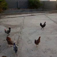 فروش مرغ وجوجه|حیوانات مزرعه|لیکک, |دیوار