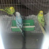 یک جفت مرغ عشق باتوم و جوجه و یک نر سرحال|پرنده|شهرکرد, |دیوار