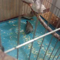 فنچ.عروس هلندی.مرغ عشق