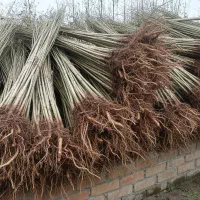 نهال صنوبرای نیگرای ترکیه +کاشت و رسیدگی راحت