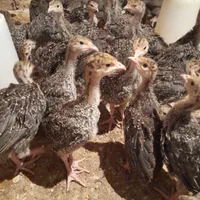 فروش جوجه بوقلمون یک ماهه برنز اینگلیس|حیوانات مزرعه|قزوین, |دیوار