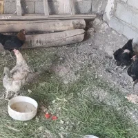 مرغ
