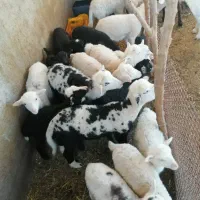 بره نر لاروف