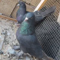 کبوتر سیاه روزگاری