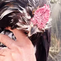 فروشی|حیوانات مزرعه|خورموج, |دیوار