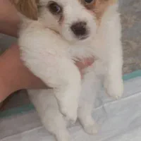 سگ شیتزو دوماهه..