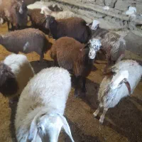 بره نر و ماده