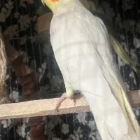 2 عدد عروس هلندی نر|پرنده|رودسر, |دیوار