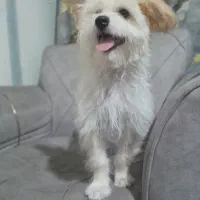 سگ پودل مالتیز|سگ|تهران, تهرانسر غربی|دیوار