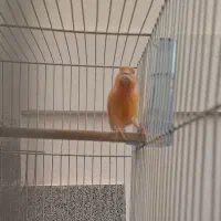 قناری نروماده|پرنده|مشهد, فتح المبین|دیوار