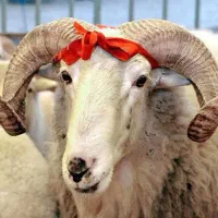 گاو گوساله گوسفند زنده/زیرنرخ بازار/ضمانتی*مصرفی