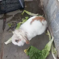 خرگوش خوشگل