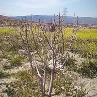 فروش درخت انجیر