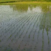 کارگر نشا مردانه