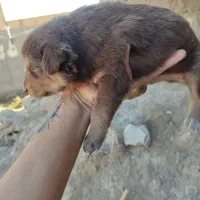 واگذاری سگ سرابی|سگ|هشتگرد, هشتگرد قدیم|دیوار