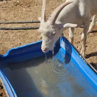 بزغاله سانن|حیوانات مزرعه|قائن, |دیوار