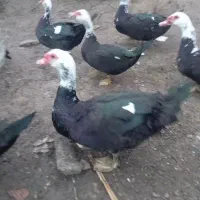 اردک اسراییلی