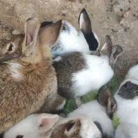 خرگوش نانازی|موش و خرگوش|سبزوار, پاسداران|دیوار