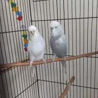 مرغ عشق انگلیسی مولد|پرنده|تهران, فلاح|دیوار