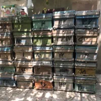 کندو زنبور عسل