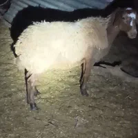 بره هترو
