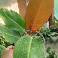 فروش انواع گلهای آپارتمانی|گل و گیاه طبیعی|داراب, |دیوار