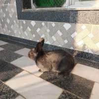 خرگوش خانگی