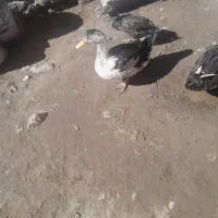 اردک های محلی خیلی باحال ۶ماهه و ۸ماهه
