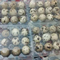 جوجه بلدرچین و بالغ و تخم|حیوانات مزرعه|بردسکن, |دیوار