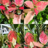 آگلونما صورتی مخصوص هدیه روز مادر|گل و گیاه طبیعی|بندرعباس, |دیوار