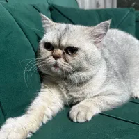 بیریتیش نر یکساله