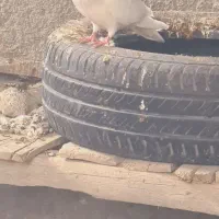 کبوترطوقی|پرنده|سرپل ذهاب, |دیوار