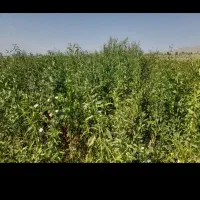 نهالستان تازه کند اخوند