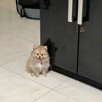 سگ پامرانین|سگ|قائمشهر, |دیوار