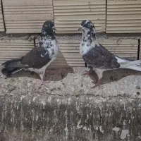 کفتر کبوتر پرشی