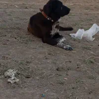 توله سگ ماده|سگ|همدان, |دیوار