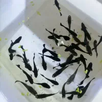 ماهیان گوپی مولی سواتر بهترین نژاد ها|ماهی|مشهد, استاد یوسفی (شهرک غرب)|دیوار