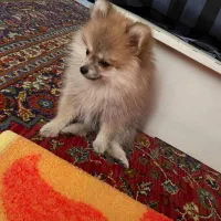 سگ پامر پرتغالی روباهی|سگ|شیروان (خراسان), |دیوار