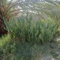 کاکتوس آپونتیا میوه ده|گل و گیاه طبیعی|گله دار, |دیوار