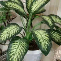 گل طبیعی انجیلی. سانسوریا .دیفن و گلدان ها