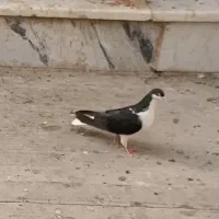 ماده پلاس مشکی