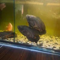 ماهی اسکار|ماهی|صباشهر, |دیوار