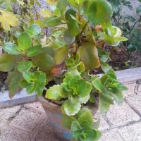 گل و گیاه‌طبیعی|گل و گیاه طبیعی|بناب, |دیوار