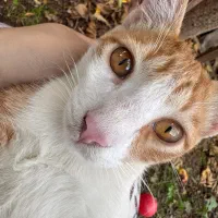 واگذاری چندتا گربه ماده و نر شش ماهه