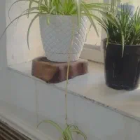 تعدادی گل بزرگ