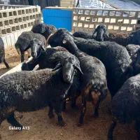 گوسفند|حیوانات مزرعه|لیلان, |دیوار