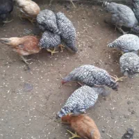 تخم‌مرغ|حیوانات مزرعه|رشت, حومه رشت|دیوار