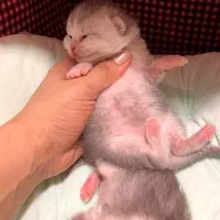 رزرو گربه های با اصالت و با کیفیت