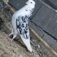 کبوتر نقش شازده|پرنده|ساوه, |دیوار