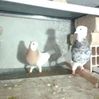 زیورآلات تزئینی، ،طوقی|جواهرات|تاکستان, |دیوار